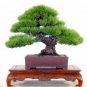 Black Pine Potted Landscape Japanese Five Bonsai Miniascape Pinus Thun 50 PCS Seeds