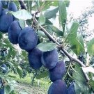 Black Plum Prunus 'Lydecker' Fruit 20 PCS Seeds Black Plum Prunus 'Lydecker' Fruit 20 PCS Seeds