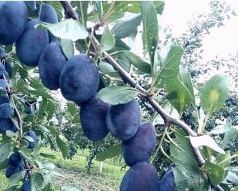 Black Plum Prunus 'Lydecker' Fruit 20 PCS Seeds