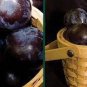 Black Plum Prunus 'Lydecker' Fruit 20 PCS Seeds
