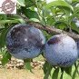 Black Plum Prunus 'Lydecker' Fruit 20 PCS Seeds