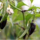 Black Rice Chilli Hot Pepper Vegetable 20 PCS Seeds Black Rice Chilli Hot Pepper Vegetable 20 PCS Seeds