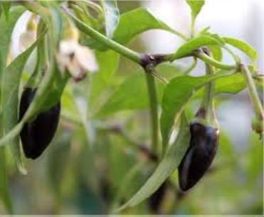 Black Rice Chilli Hot Pepper Vegetable 20 PCS Seeds