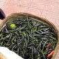 Black Rice Chilli Hot Pepper Vegetable 20 PCS Seeds