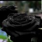 Black Rose Shrub Perennial Flower 400 PCS Seeds