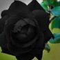 Black Rose Shrub Perennial Flower 400 PCS Seeds