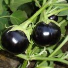 Black Round Eggplant Organic Big Vegetable 50 PCS Seeds