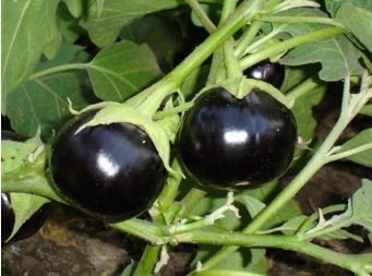 Black Round Eggplant Organic Big Vegetable 50 PCS Seeds