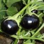 Black Round Eggplant Organic Big Vegetable 50 PCS Seeds