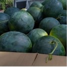 Black Skin Red Inside Round Seedless Watermelon 6 PCS Seeds
