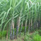 Black Sugar Cane Plant 100 PCS Seeds