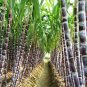 Black Sugar Cane Plant 100 PCS Seeds