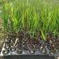 Black Sugar Cane Plant 100 PCS Seeds