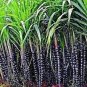 Black Sugar Cane Plant 100 PCS Seeds
