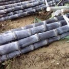 Black Sugarcane Organic Subtropics Plant 100 PCS Seeds Black Sugarcane Organic Subtropics Plant 100 PCS Seeds