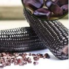 Black Sweet Waxy Corn Fruits 12 PCS Seeds Black Sweet Waxy Corn Fruits 12 PCS Seeds