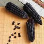 Black Sweet Waxy Corn Fruits 12 PCS Seeds
