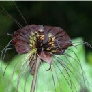 Black Tiger Shall Orchid Flowers Scented Perennial Plants Shade 100 PCS Seeds Black Tiger Shall Orchid Flowers Scented Perennial Plants Shade 100 PCS Seeds