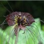 Black Tiger Shall Orchid Flowers Scented Perennial Plants Shade 100 PCS Seeds