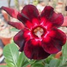 Black to white to red Adenium Flower 2 PCS Seeds Black to white to red Adenium Flower 2 PCS Seeds