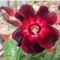Black to white to red Adenium Flower 2 PCS Seeds