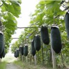 Black Wax Gourd Seed Best Garden Plants Vegetable 8 PCS Seeds Black Wax Gourd Seed Best Garden Plants Vegetable 8 PCS Seeds