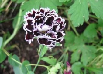 Black White Dianthus Chinensis Chianti Double Flowers 50 PCS Seeds