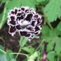 Black White Dianthus Chinensis Chianti Double Flowers 50 PCS Seeds