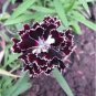 Black White Dianthus Chinensis Chianti Double Flowers 50 PCS Seeds