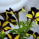 Black Yellow Playmates Petunia Annual Flowers 100 PCS Seeds