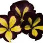 Black Yellow Playmates Petunia Annual Flowers 100 PCS Seeds