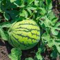 BlackRed Tomato Coffee Bean Chinese Yam Watermelon Flowers 50 PCS Seeds