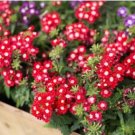 Blood Red Verbena Flower 30 PCS Seeds