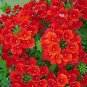 Blood Red Verbena Flower 30 PCS Seeds