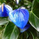 Blue Anthurium andraeanum 100 PCS Seeds Blue Anthurium andraeanum 100 PCS Seeds