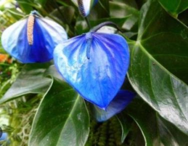 Blue Anthurium andraeanum 100 PCS Seeds