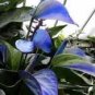 Blue Anthurium andraeanum 100 PCS Seeds