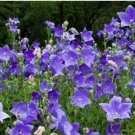 Blue Balloon Flower Bonsai Platycodon Grandiflorus Perennial Bonsai Flower 100 PCS Seeds Blue Balloon Flower Bonsai Platycodon Grandiflorus Perennial Bonsai Flower 100 PCS Seeds