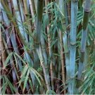 Blue Bamboo 100 PCS Seeds