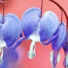 Blue Bleeding Heart 10 PCS Seeds
