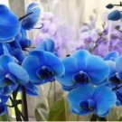 Blue Butterfly Orchid 100 PCS Seeds Blue Butterfly Orchid 100 PCS Seeds