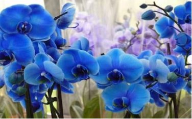 Blue Butterfly Orchid 100 PCS Seeds