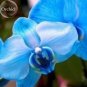 Blue Butterfly Orchid 100 PCS Seeds