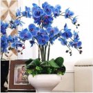 Blue Butterfly Orchid 100 PCS Seeds