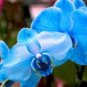 Blue Butterfly Orchid 100 PCS Seeds