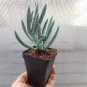 Blue Chalk Sticks Senecio Mandraliscae 5 PCS Seeds