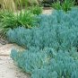Blue Chalk Sticks Senecio Mandraliscae 5 PCS Seeds