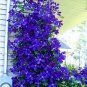 Blue Clematis 100 PCS Seeds