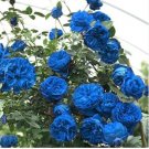 Blue Climbing Rose 50 PCS Seeds Blue Climbing Rose 50 PCS Seeds