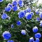 Blue Climbing Rose 50 PCS Seeds